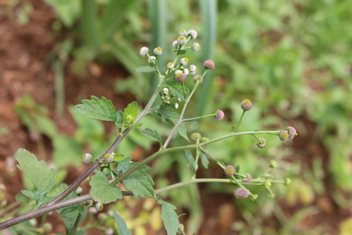 Dichrocephala integrifolia (L.f.) Kuntze